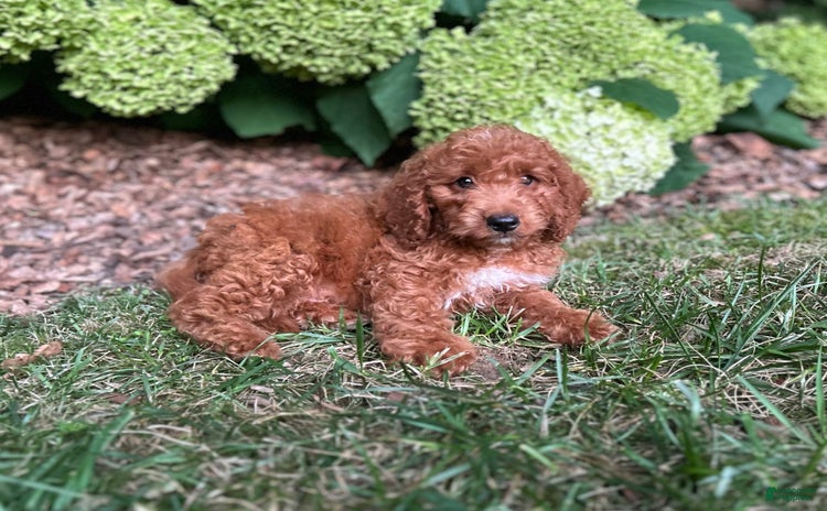 Mini Goldendoodle dogs for sale - Ad 3