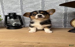 Welsh Corgi Pembroke dogs for sale: Clara - Image 1