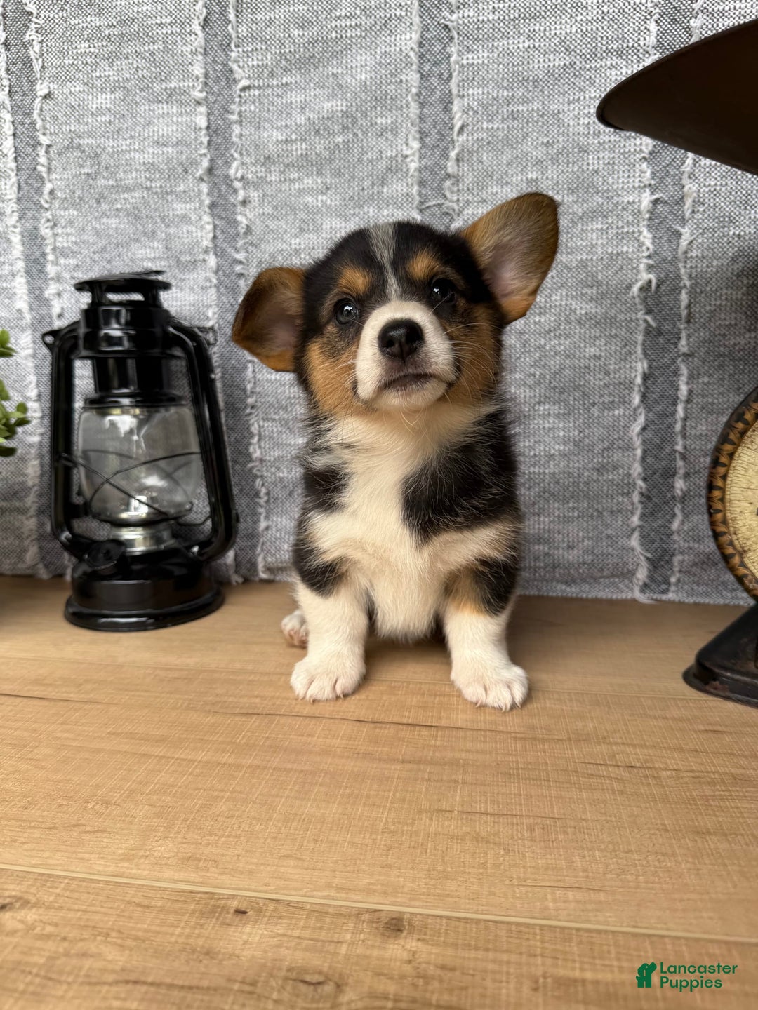 Welsh Corgi Pembroke dogs for sale: Clara - Image 1