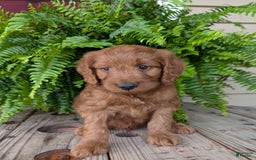 Goldendoodle dogs for sale: Ben - Image 31