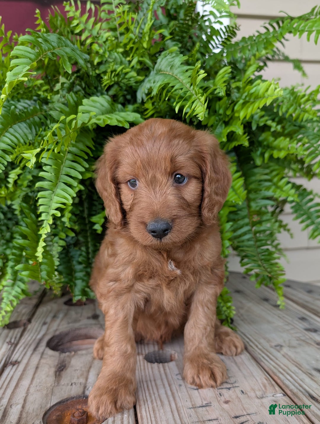 Goldendoodle dogs for sale: Ben - Image 31