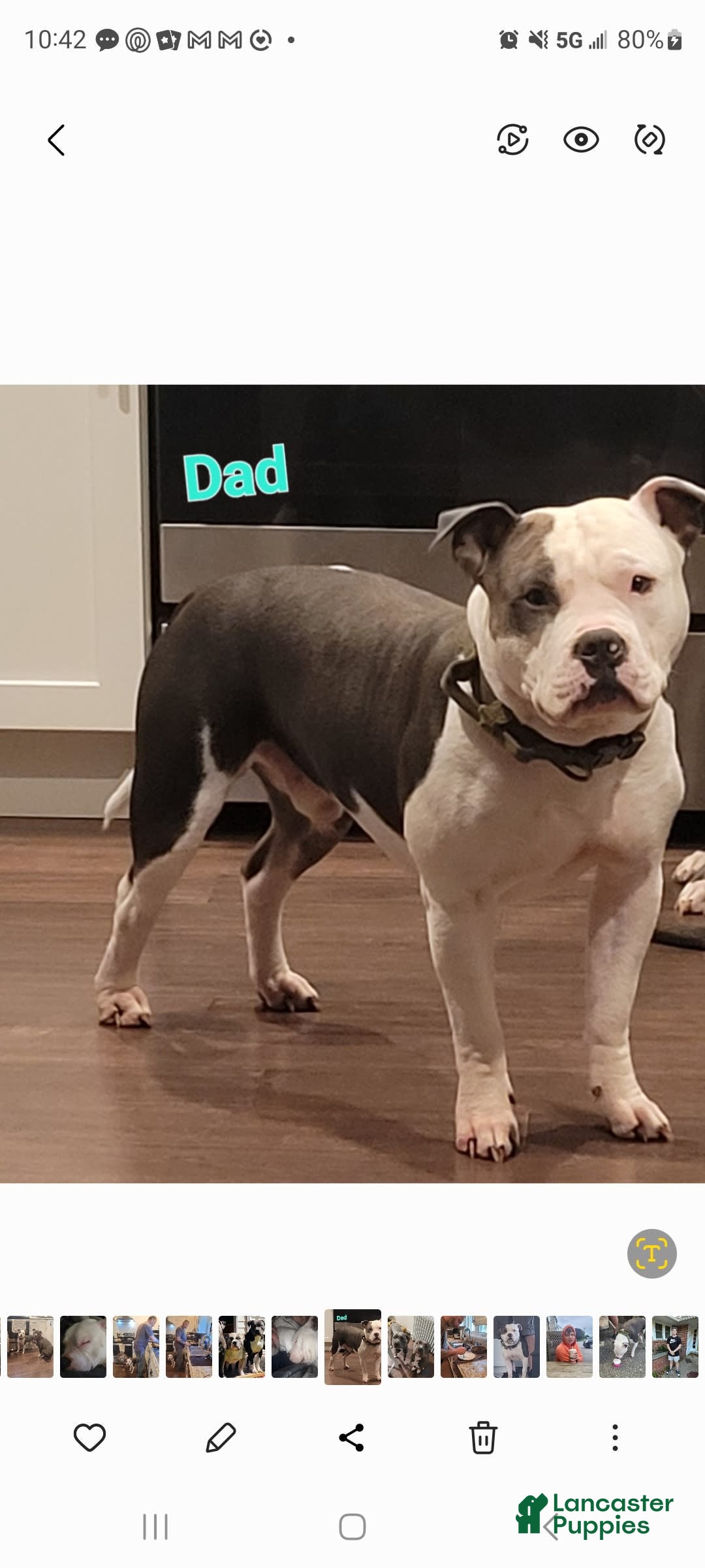 American Staffordshire Terrier dogs for sale: Aria - Image 5