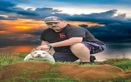 American Bully dogs for stud: T-REX - Image 3