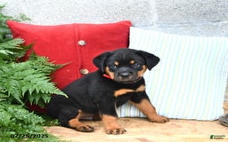 Rottweiler dogs for sale: Rusty - Image 5
