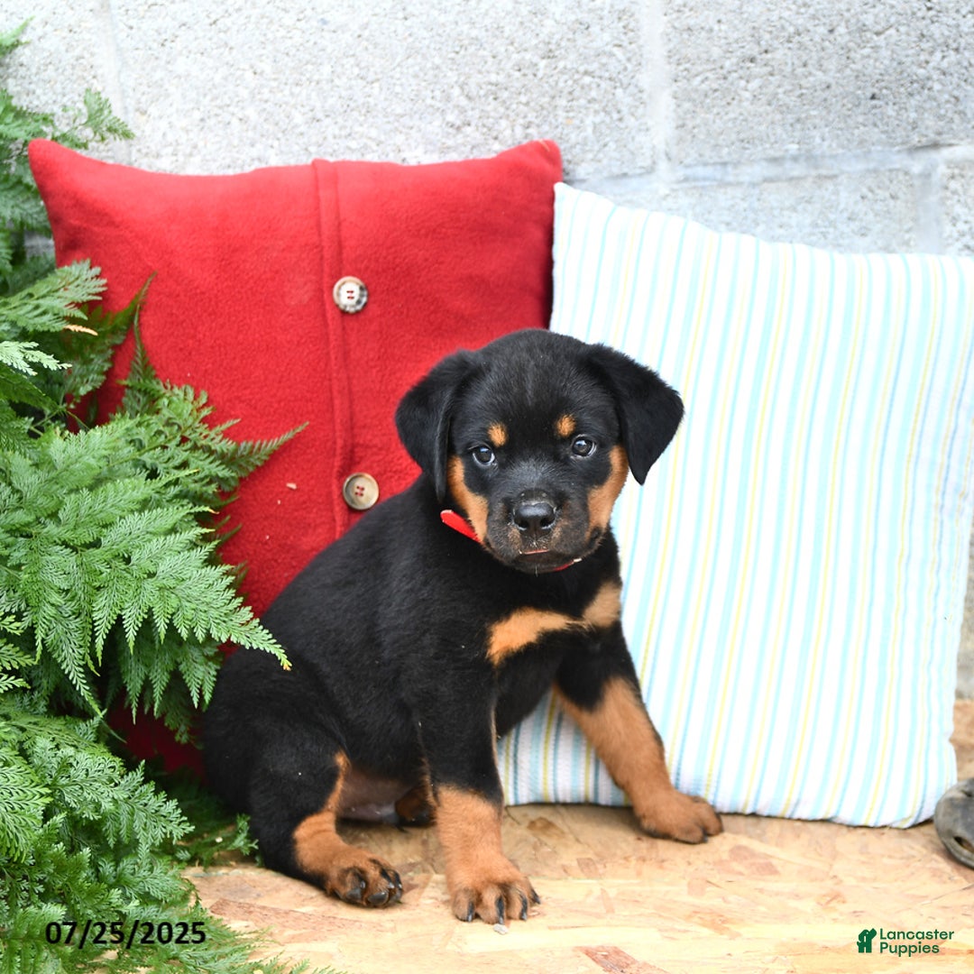 Rottweiler dogs for sale: Rusty - Image 5