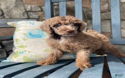 Standard Poodle dogs for sale: Ode - Image 7