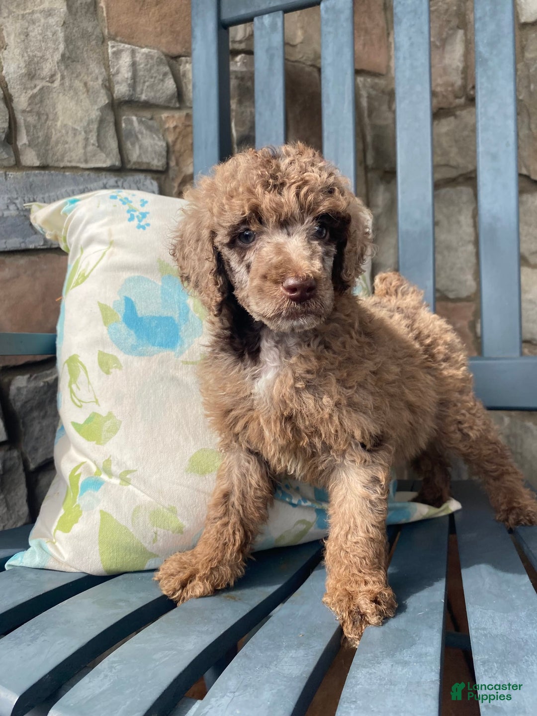 Standard Poodle dogs for sale: Ode - Image 7