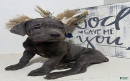 Cane Corso dogs for sale: Ace - Image 2