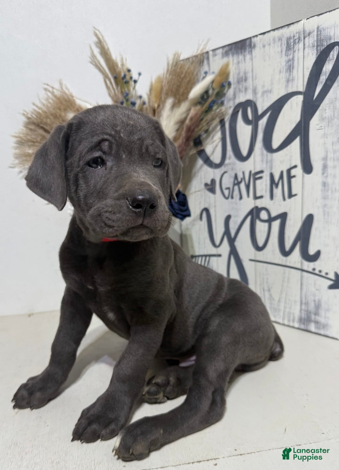 Cane Corso dogs for sale: Ace - Image 2
