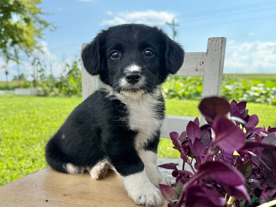 Welsh Corgi Pembroke dogs for sale: Welsh Corgi (Pembroke) 5 puppies - Image 16