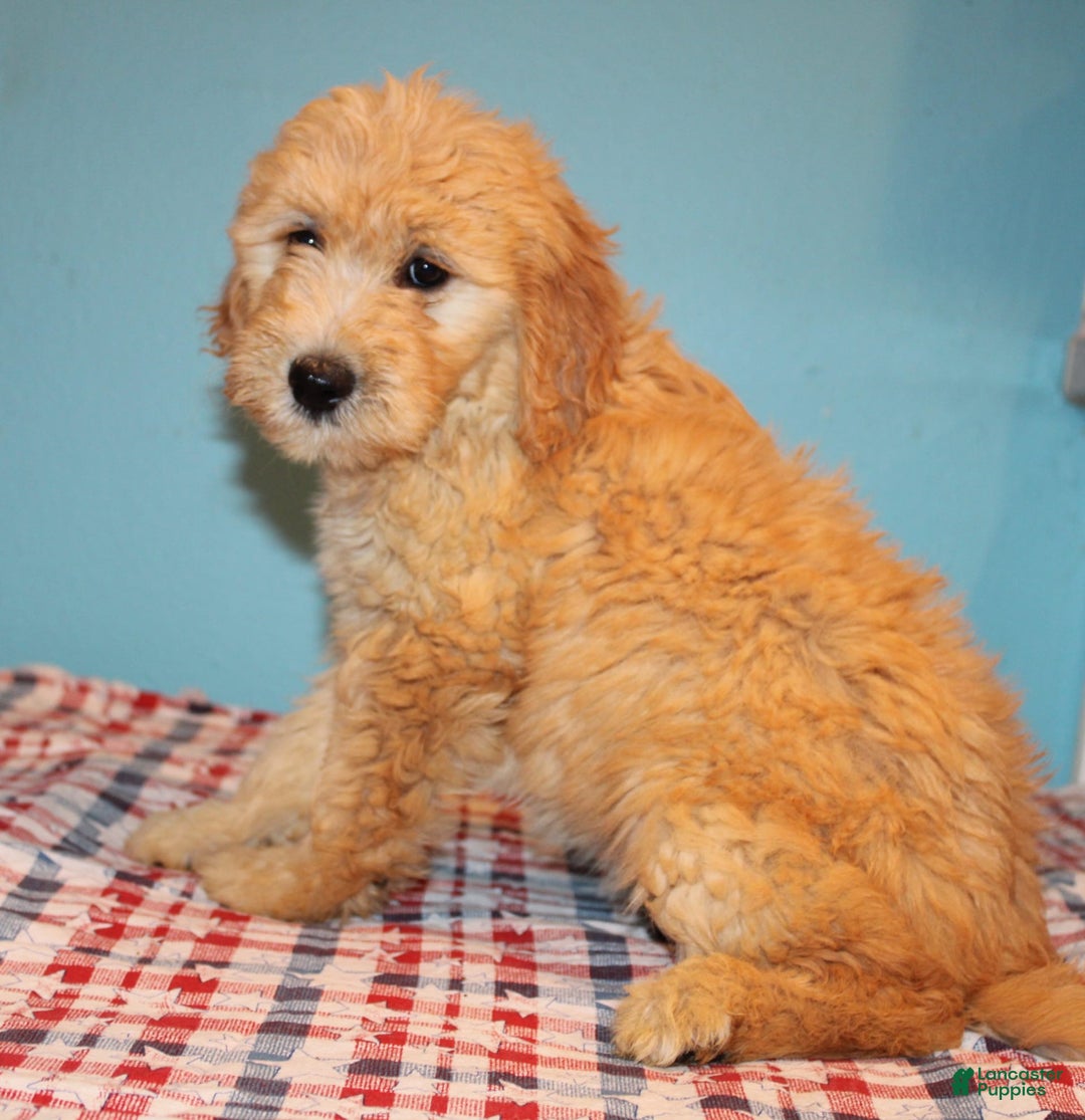  dogs for sale: Mini Goldendoodle 5 puppies - Image 26