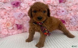 Standard Poodle dogs for sale: Tony AKC - Image 3