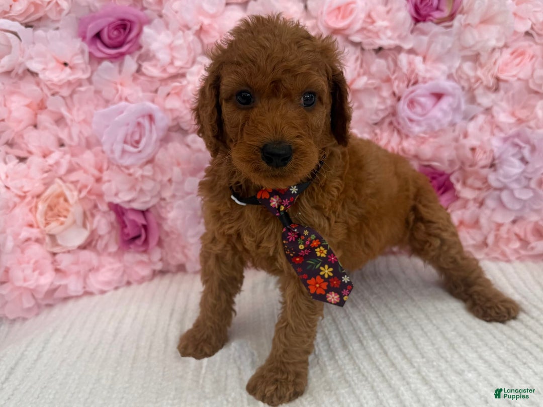 Standard Poodle dogs for sale: Tony AKC - Image 3