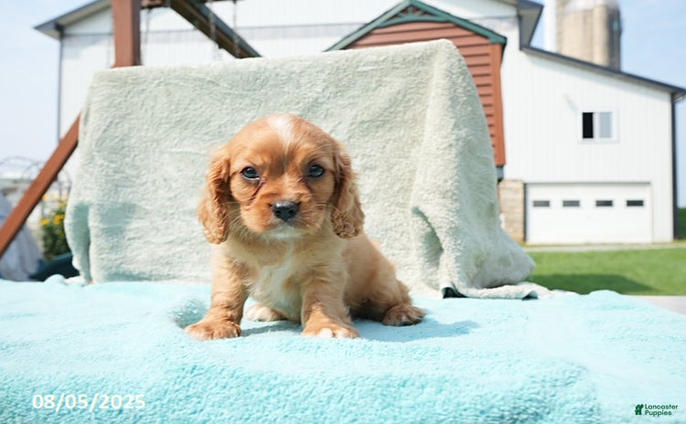 Cavalier King Charles Spaniel dogs for sale - Ad 2
