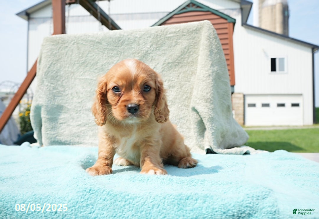 Cavalier King Charles Spaniel dogs for sale: Gail - Image 1
