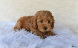Cockapoo dogs for sale: Cockapoo 5 puppies - Image 23