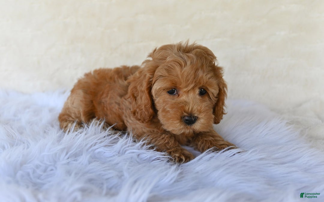 Cockapoo dogs for sale: Cockapoo 5 puppies - Image 23