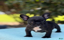French Bulldog dogs for sale: Nova - Image 5
