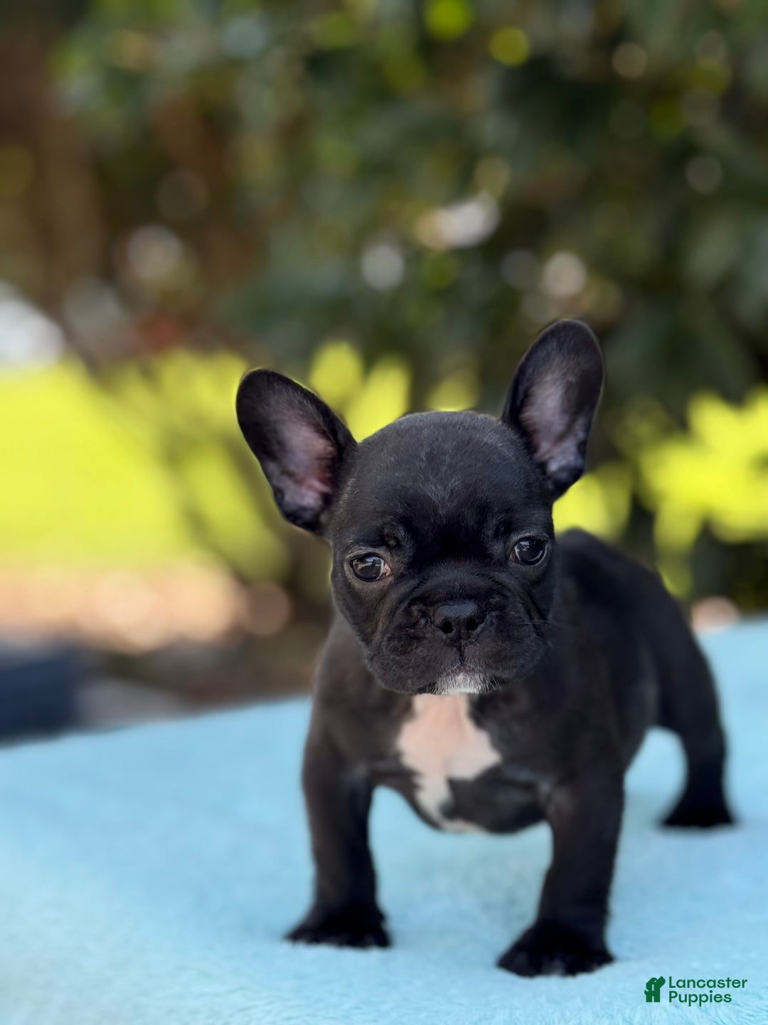 French Bulldog dogs for sale: Nova - Image 5