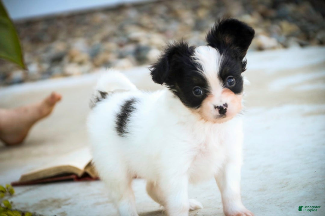 Papillon dogs for sale: Leonardo - Image 10