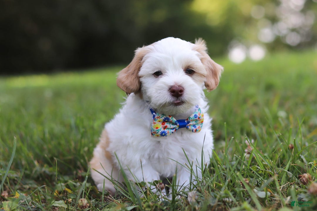 Shihpoo dogs for sale: Oliver - Image 2