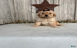 Mini Goldendoodle dogs for sale: Angie - Image 26