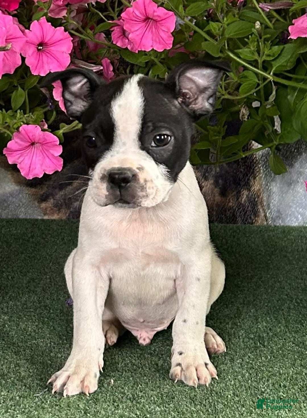 Boston Terrier dogs for sale: Dickie - Image 1