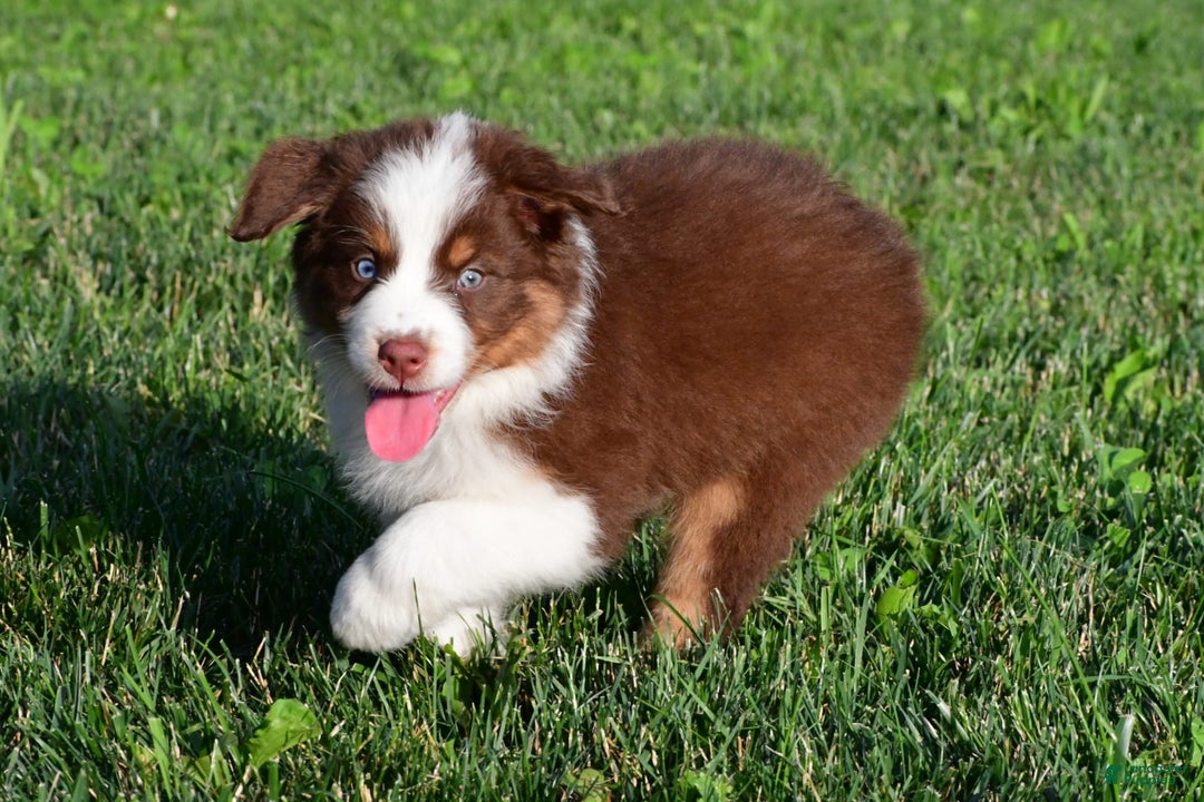 Australian Shepherd dogs for sale: Polly - Image 8