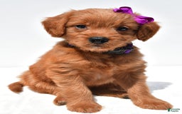 Mini Goldendoodle dogs for sale: Tiny - Image 6