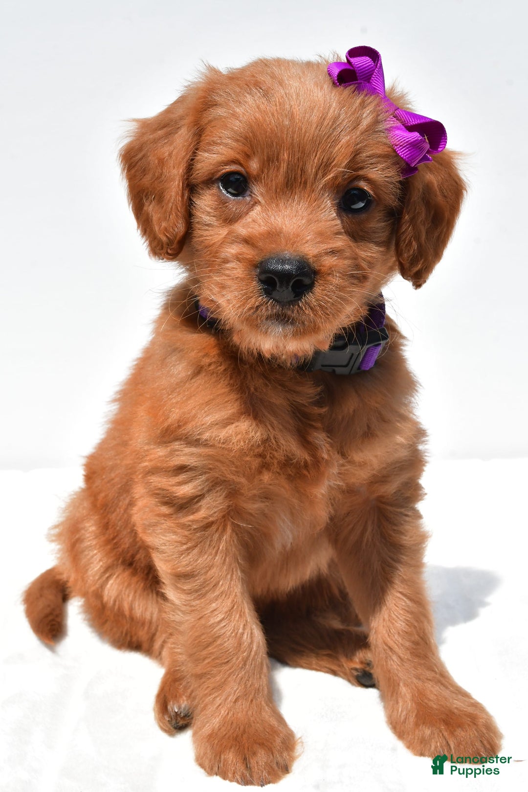 Mini Goldendoodle dogs for sale: Tiny - Image 6