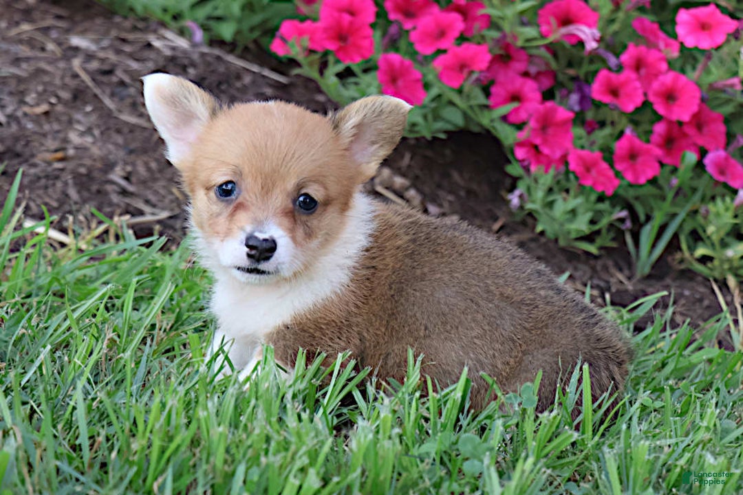 Welsh Corgi Pembroke dogs for sale: Dawson - Image 3