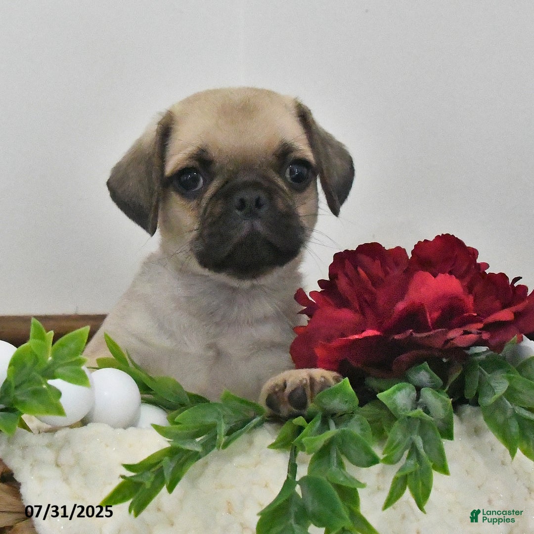 Puggle dogs for sale: Shadow - Image 5