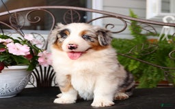 Australian Shepherd dogs for sale: Tip - Image 3