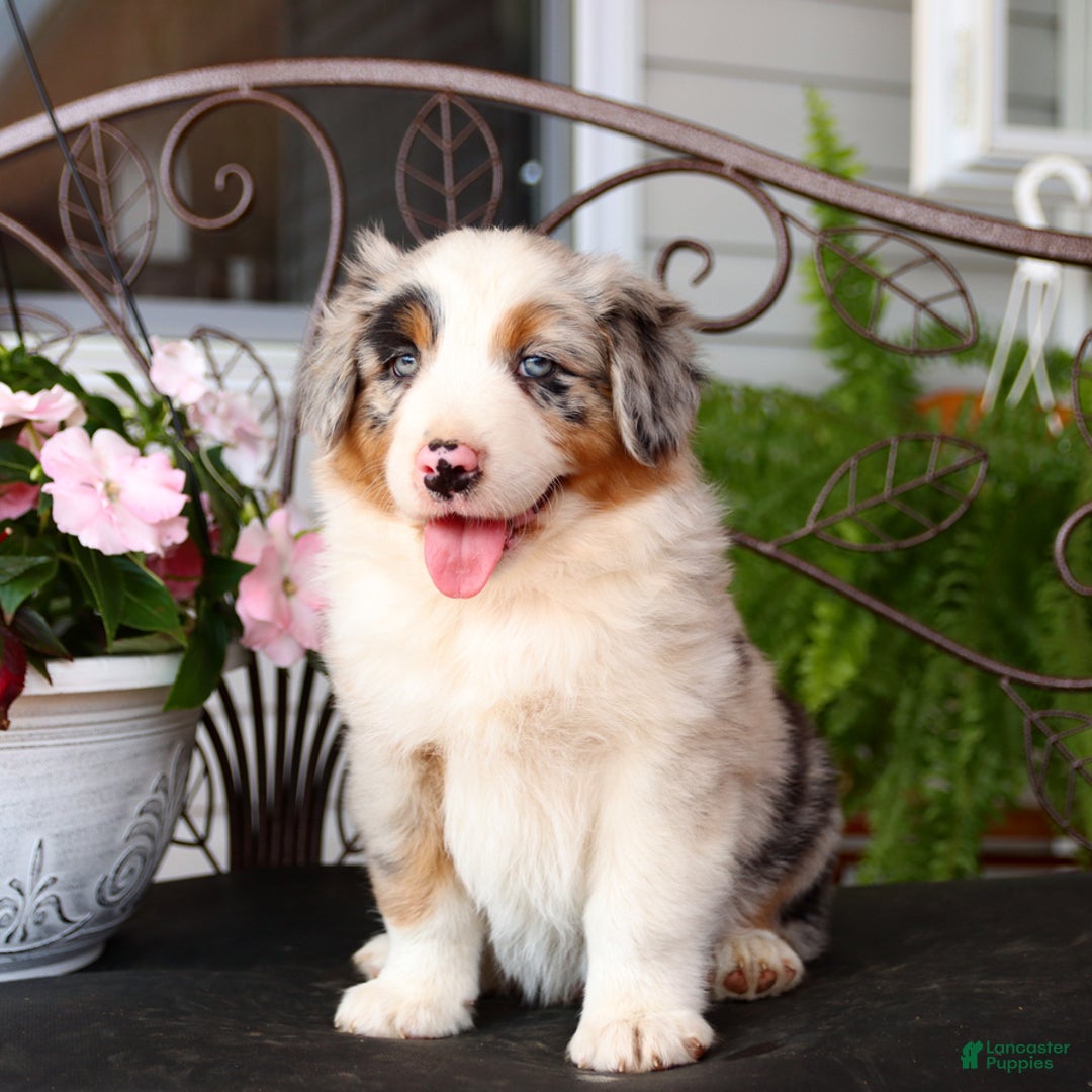 Australian Shepherd dogs for sale: Tip - Image 3