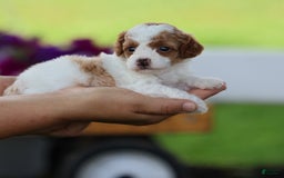 Toy Poodle dogs for sale: Sweetie - Image 2