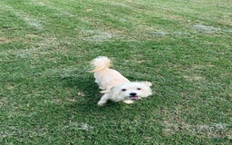 Maltipoo dogs for sale: Tommy - Image 14