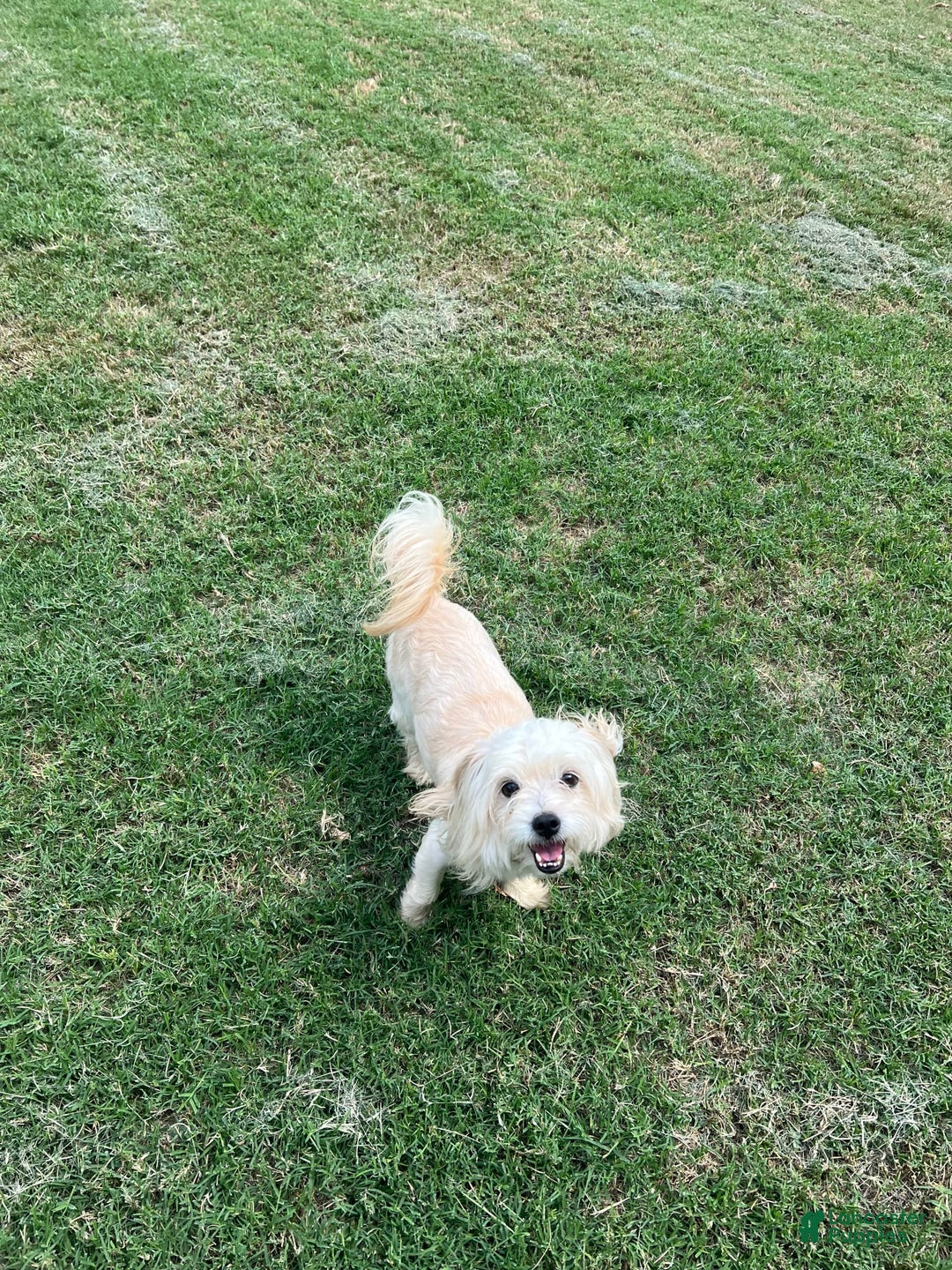 Maltipoo dogs for sale: Tommy - Image 14