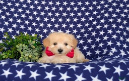 Maltipoo dogs for sale: Justyn 7 Lbs Full Grown - Image 2