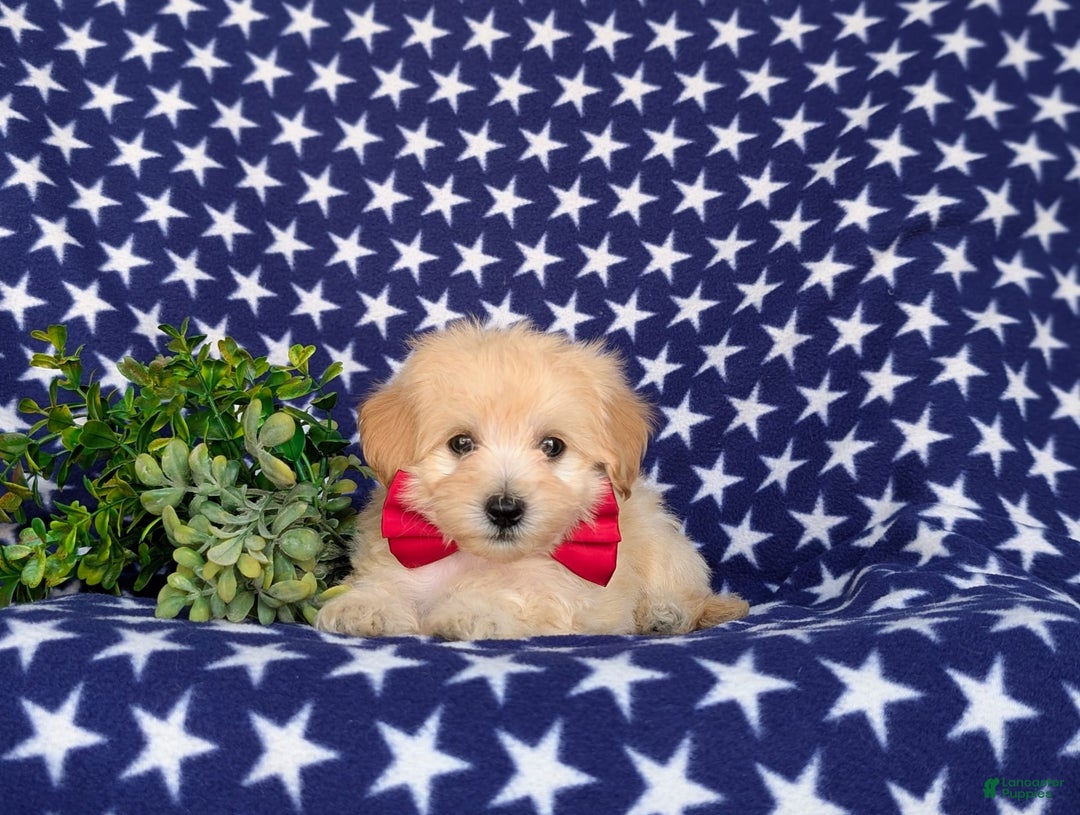Maltipoo dogs for sale: Justyn 7 Lbs Full Grown - Image 2