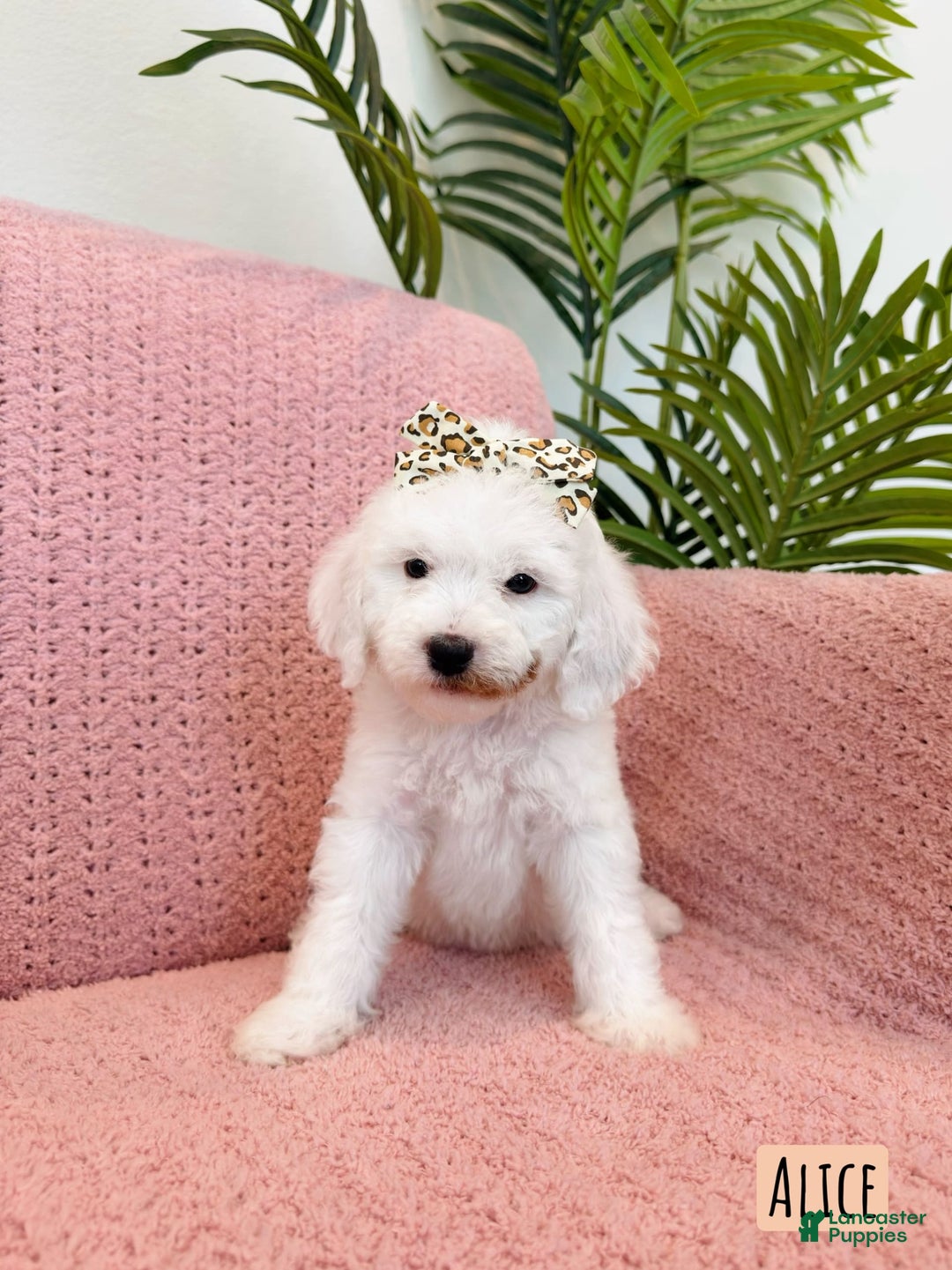 Mini Goldendoodle dogs for sale: Petite Alice - Image 12