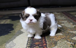 Shih Tzu dogs for sale: Boa - Image 4