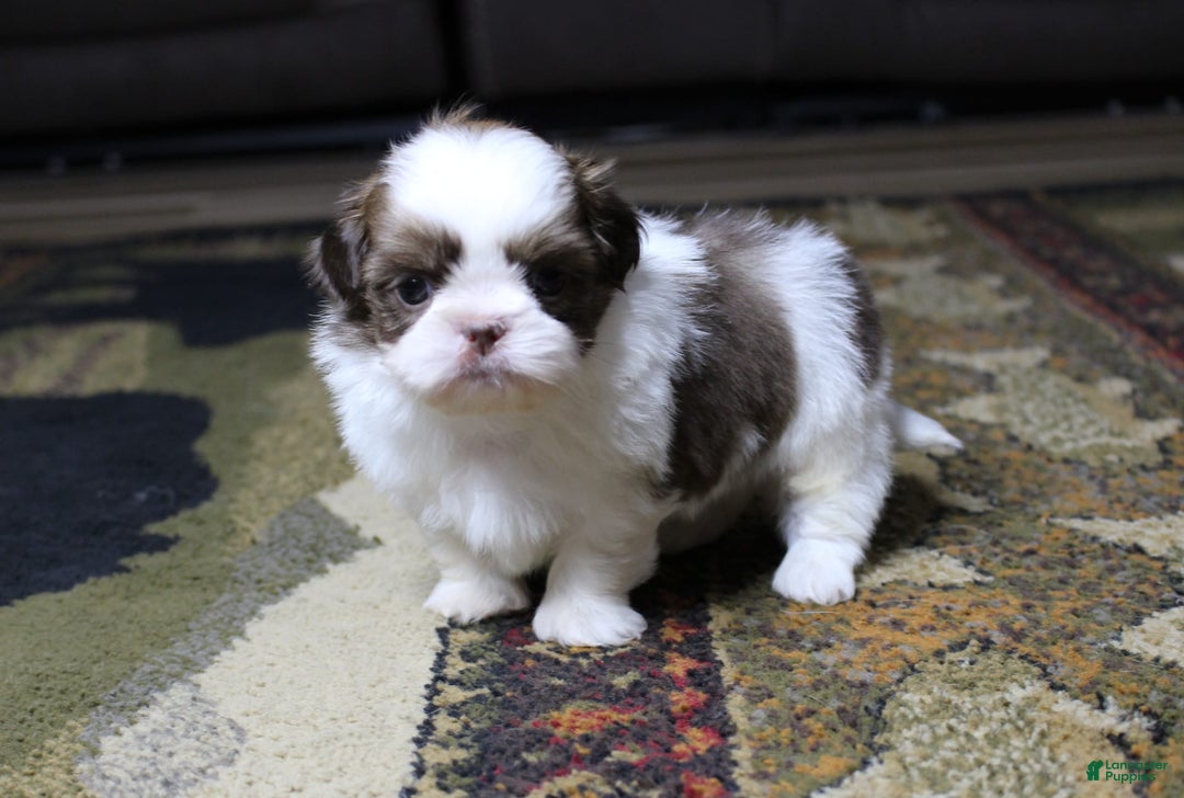 Shih Tzu dogs for sale: Boa - Image 4