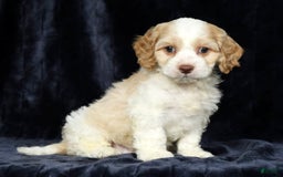 Cavapoo dogs for sale: Tinker - Image 1