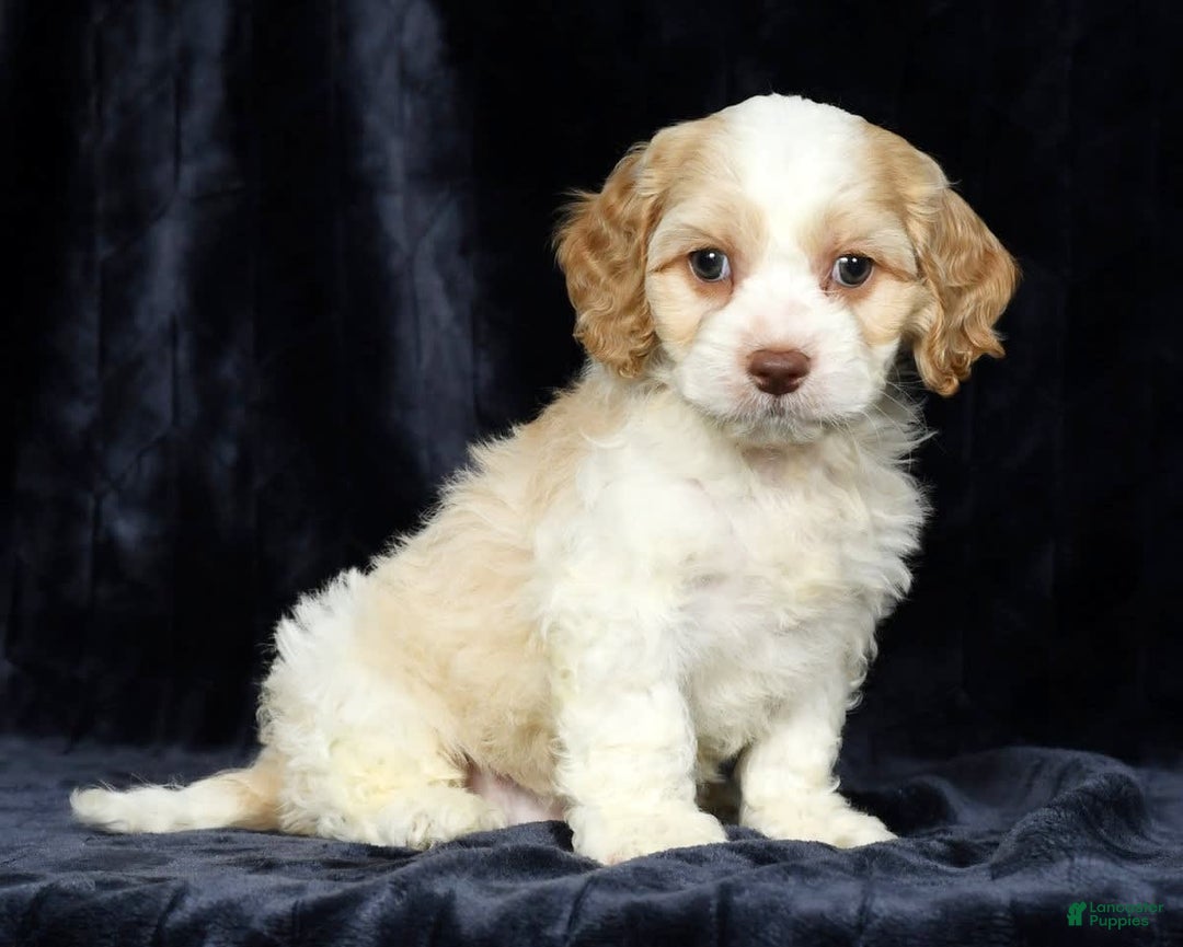 Cavapoo dogs for sale: Tinker - Image 1