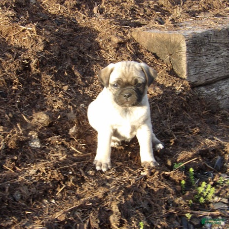 Jug dogs for sale - Ad 2