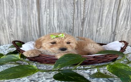 Mini Goldendoodle dogs for sale: Angie - Image 13