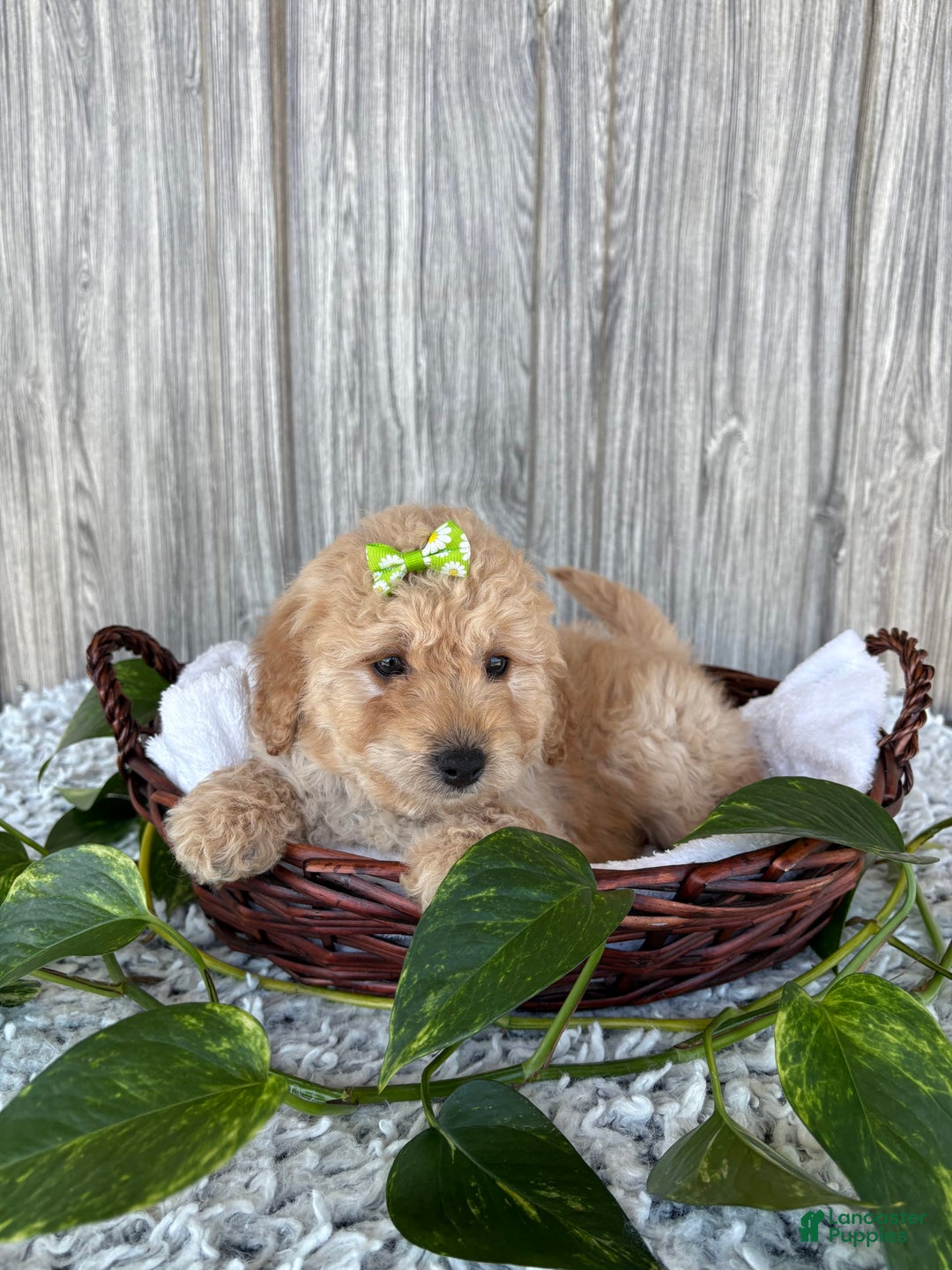 Mini Goldendoodle dogs for sale: Angie - Image 13