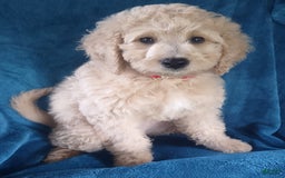 Goldendoodle dogs for sale: Mini Goldendoodle F1b2 - Image 2