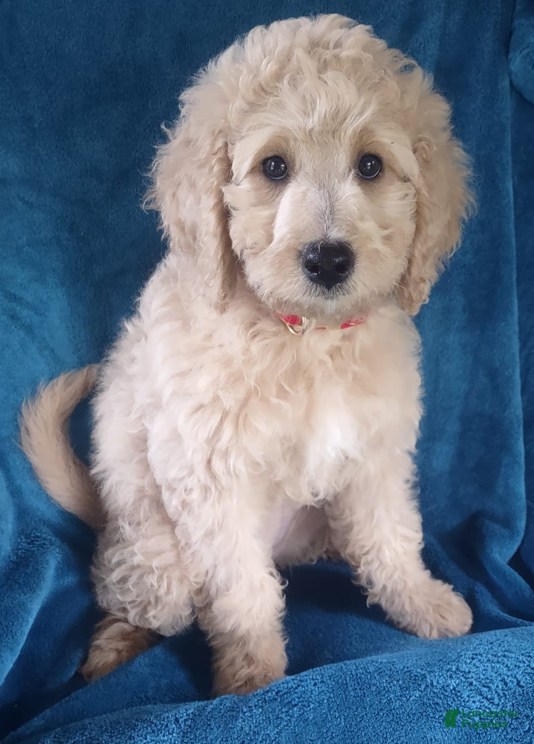 Goldendoodle dogs for sale: Mini Goldendoodle F1b2 - Image 2