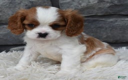 Cavalier King Charles Spaniel dogs for sale: Buster - Image 1